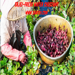 SBJEI-FRESH WATER CHESTUNT